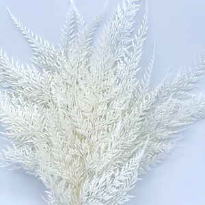 10 PCs of preserved bleached white lace fern/ Odontosoria white leaf wedding flowers DIY floral bouquet arrangement 8”-9”