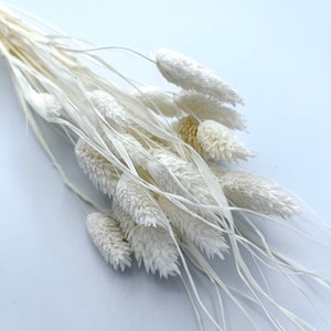 May include: A bunch of dried white pampas grass with long, feathery stems. The grass is arranged in a loose, natural cluster.