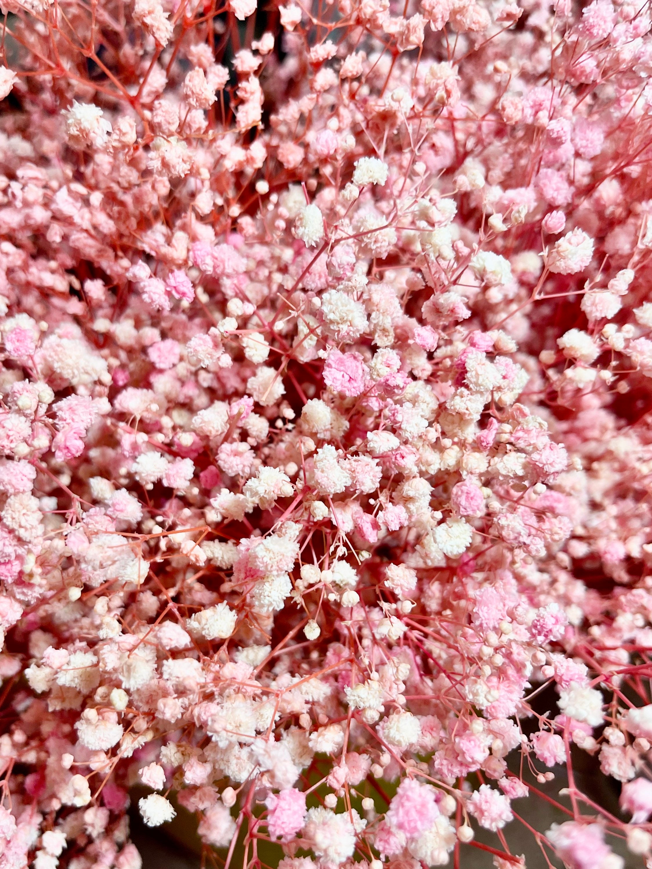 Light Pink Beautiful Fluffy Preserved Gypsophila Babys Breath