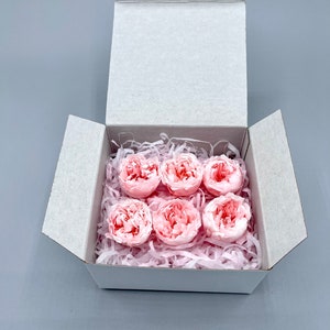 A box of 6 mini preserved peony rose David Austin roses light pink 2.5-3cm