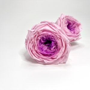 Preserved Garden rose garden rose 1.75”-2” large rose flower arrangement wedding moss art- Pink purple core