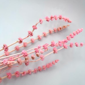 Pink preserved lion tails dried flowers kurumabana preserved stem house decorations DIY flowers 6-8 stems 19”-20”