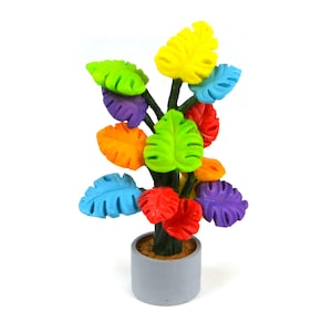 Mini Rainbow Plant, Fairy Garden Plant