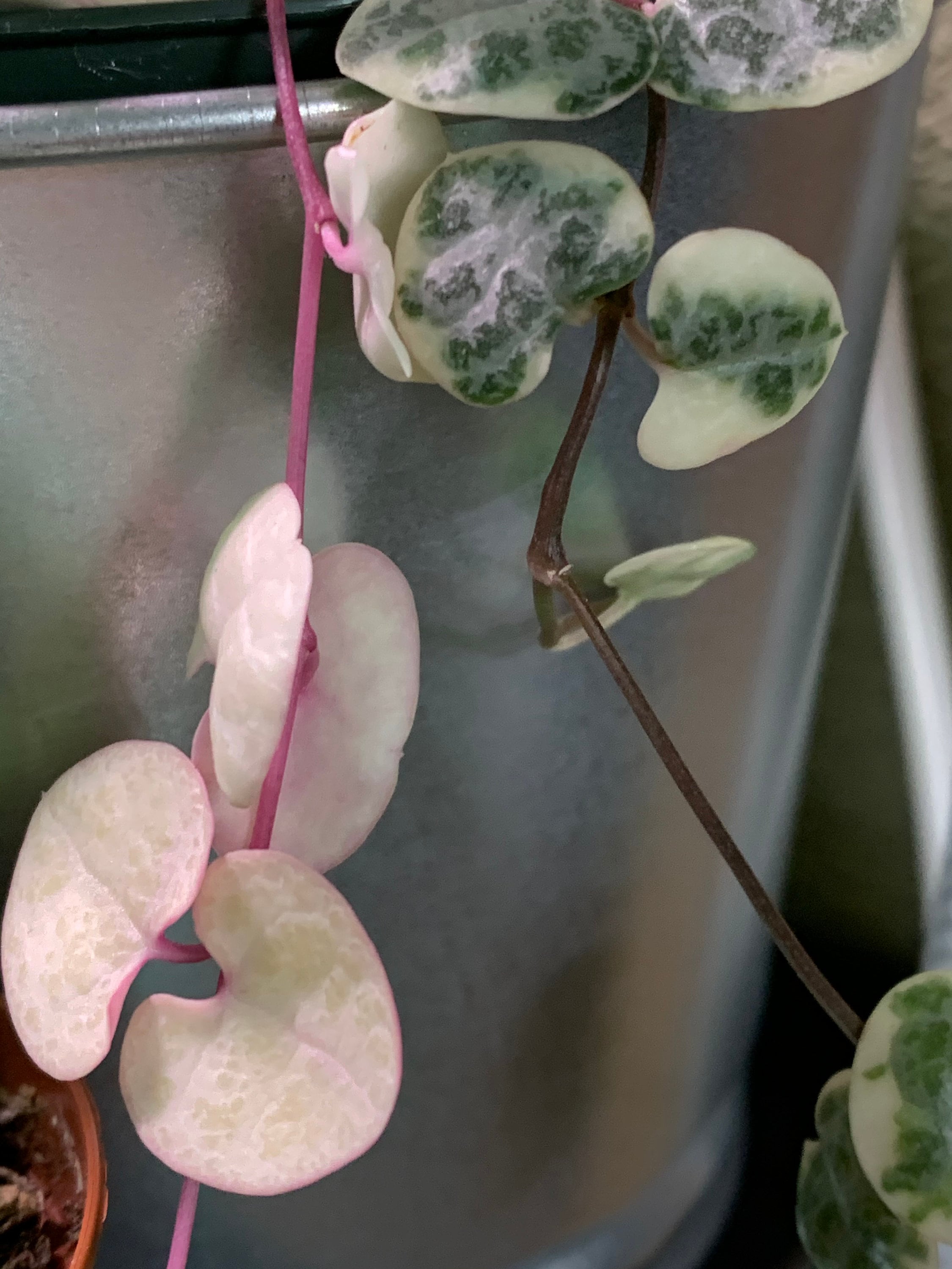 Variegated String of Hearts VSOH WOODII rare variegated Etsy