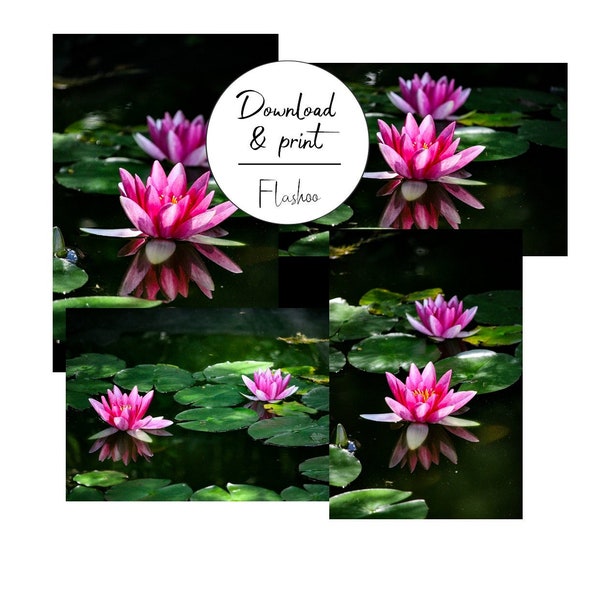 Set of 4 Photographs Flowers Water Lilies, Art Printing, Digital Download, Printable Any Medium