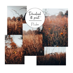 Set of 5 Photographs Flowers Plants Prairie, Art Printing, Digital Download, Printable Any Medium