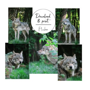 Set of 5 Grey Wolf Photographs, Art Printing, Digital Download, Printable Any Medium