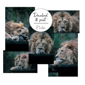 Set of 5 Lion Photographs, Art Printing, Digital Download, Printable Any Medium