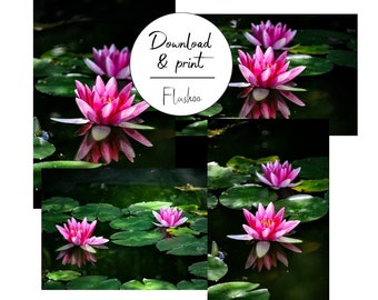 Set von 4 Fotografien Blumen Seerosen, Kunstdruck, digitaler Download, druckbar jedes Medium
