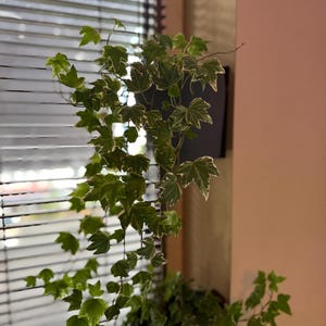 May include: A houseplant, English ivy, with green and white variegated leaves. The plant is in a dark pot near a window with closed blinds. The leaves cascade downwards, creating a natural, decorative element.