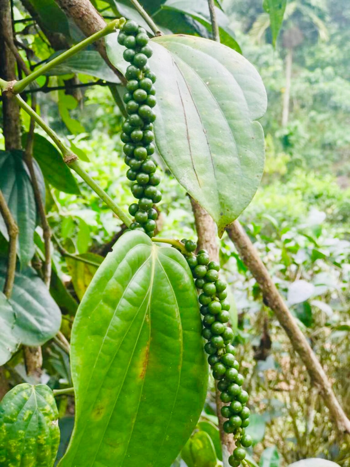 High Quality Organic Black Pepper From Sri Lanka Etsy