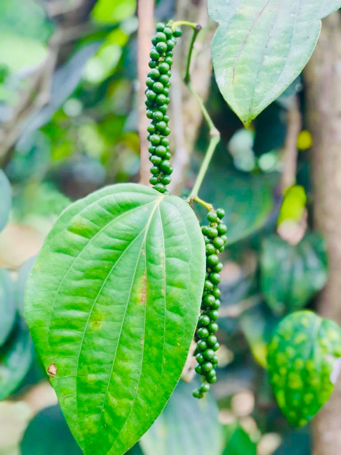 High Quality Organic Black Pepper From Sri Lanka Etsy