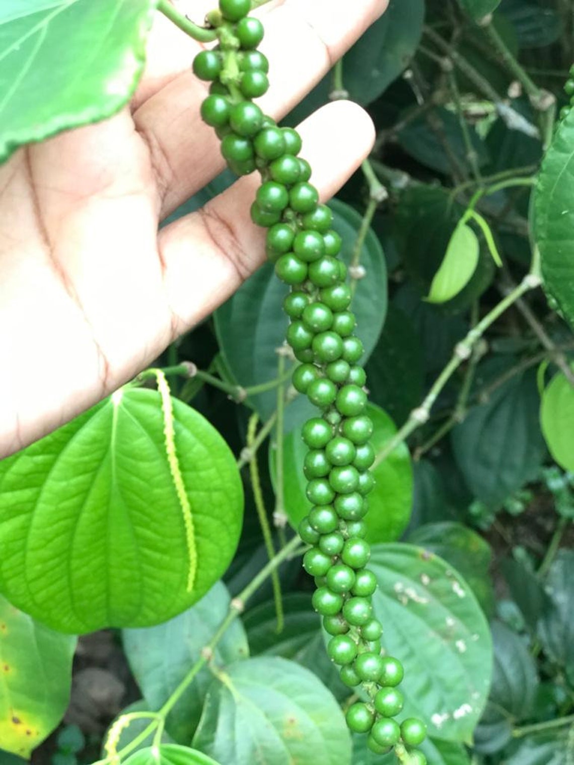 High Quality Organic Black Pepper From Sri Lanka Etsy