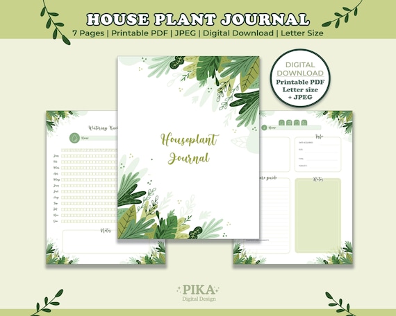 money plant purchase Pachira 6-Inch
