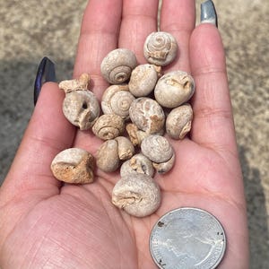 Tiny Fossilized Sea Snails - Ancient Marine Life Fossils - Gifts for Collectors - Small Fossil Species - Tiny Fossil Specimens - Genuine