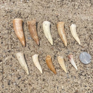 Sabre-Toothed Fish Fossil Specimen: Ancient Marine Life