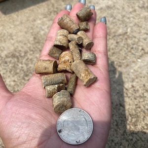Tiny Crinoid Fossil Stems - Ancient Marine Life Fossils - Genuine Crinoid Fossil Stems - Gifts for Collectors - Crinoid Stem Specimens