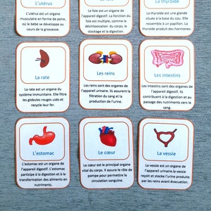 Peut inclure: Cartes illustrées présentant différents organes humains, notamment le cerveau, le cœur, les poumons, l'estomac, les intestins, les reins, le foie, le pancréas, la vessie, l'utérus et la rate. Chaque carte comprend un dessin simple de l'organe et une brève description en français.