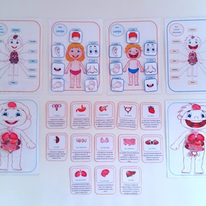 The Human Body, The Human Body for Girls and Boys, Educational Game to Print,