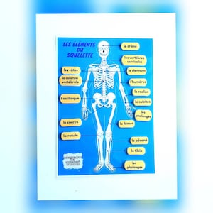 Könnte beinhalten: Ein blaues und gelbes illustriertes Poster, das die Elemente des menschlichen Skeletts zeigt. Das Poster zeigt eine Skelettfigur mit Beschriftungen für jeden Knochen auf Französisch.