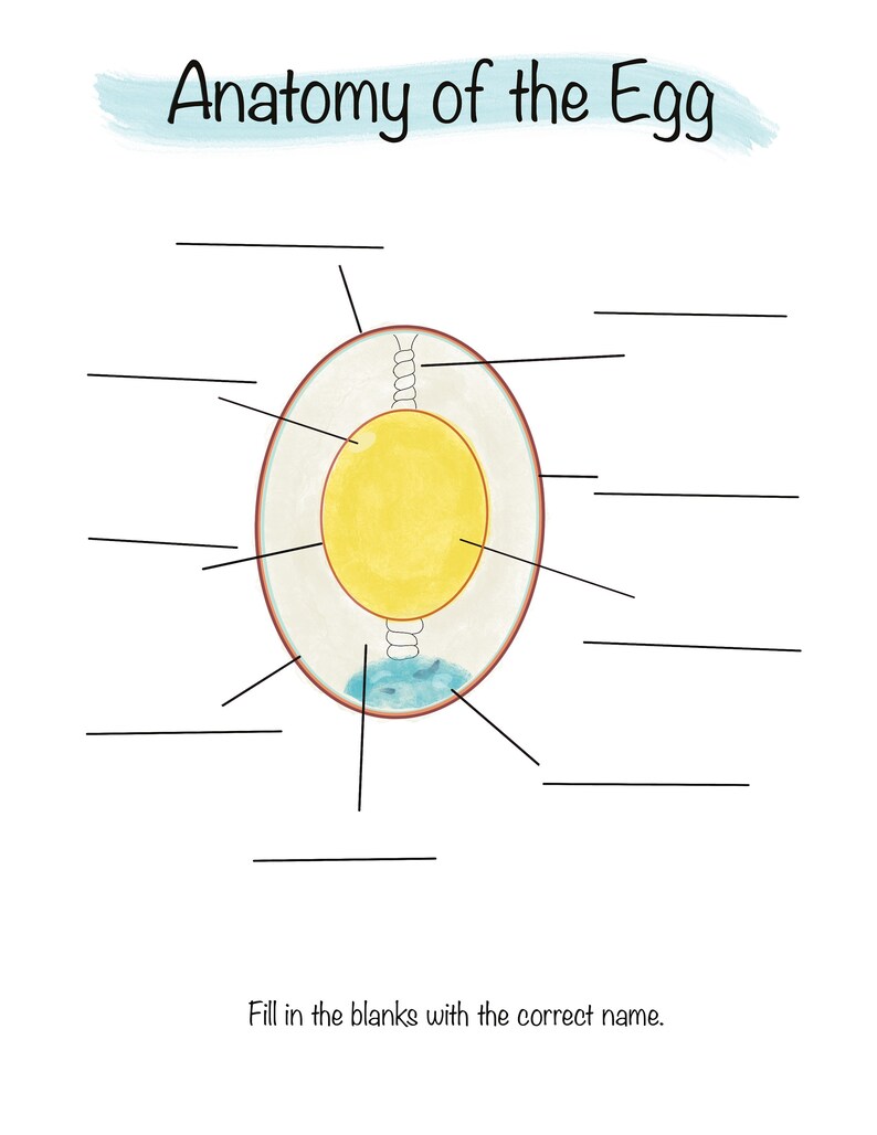 Egg anatomy study Toys Learning & School