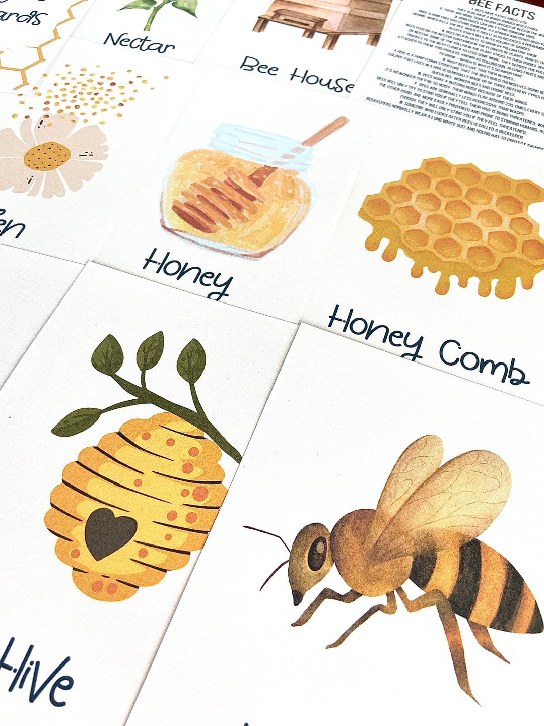 Bee Flashcards Honeybee Flashcards Nature Flashcards Bee Study