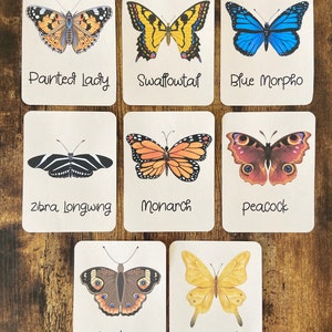 Butterfly Unit Study | Nature Study | Butterfly Life Cycle | Butterfly Anatomy  | Butterfly Activity Bundle | Butterfly Coloring Sheets