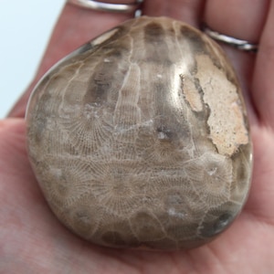May include: A fossilized stone with a smooth, rounded shape. The stone has a light brown color with intricate patterns and textures. The fossil is held in a hand, showcasing its size and detail. This unique item is a natural decorative piece.