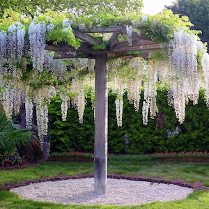 Op de afbeelding: Een houten pergola bedekt met witte wisteria bloemen. De bloemen hangen in lange strengen naar beneden en creëren een prachtig en geurig schouwspel.