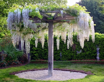 Planos para construir una estructura de sombrilla de glicinia o una pérgola de jardín (descarga en PDF)