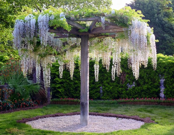 Plans for Amazing Wisteria Umbrella Frame 6ft X 6ft Spread 8ft Height DIY  Digital Woodwork Plans Only US Imperial With Cut Lists - Etsy