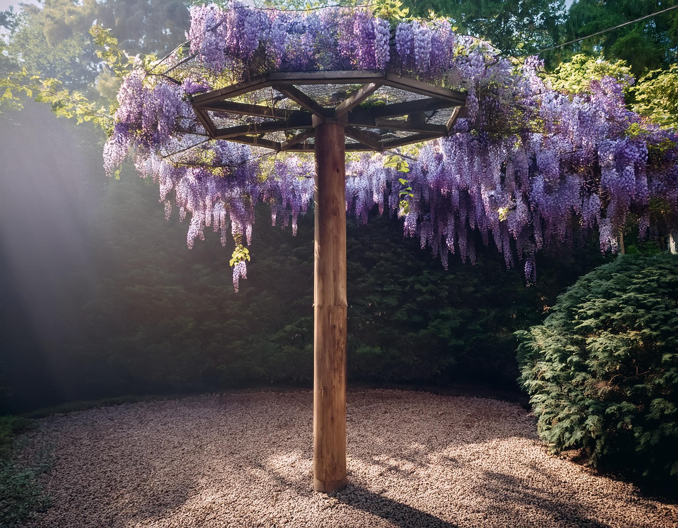 Plans for Amazing Wisteria Umbrella Frame 6ft X 6ft Spread 8ft Height DIY  Digital Woodwork Plans Only US Imperial With Cut Lists - Etsy