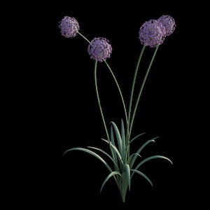 May include: A cluster of four spherical purple allium flower heads atop long, slender green stems. The plant features a base of pointed, blade-like green leaves radiating outward from the center, all set against a solid black background.