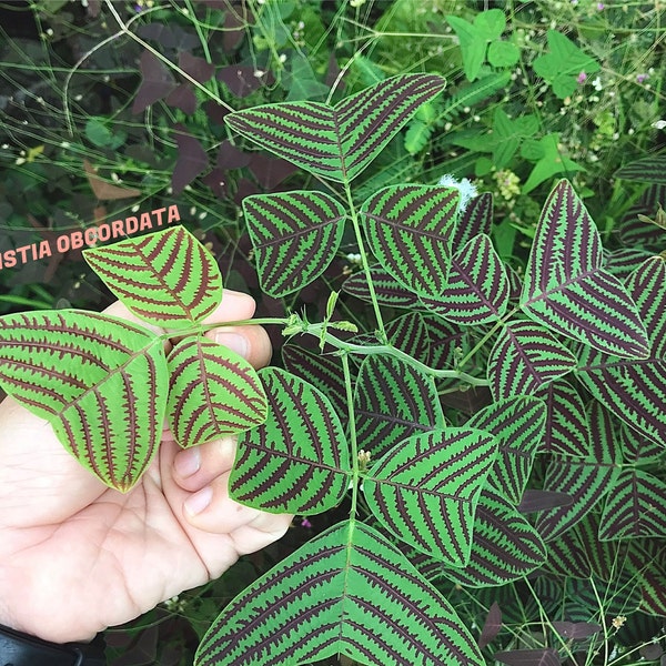 Organic LARGE LEAF Christia Obcordata - Swallowtail Stripe -  Butterfly Wing Plant seeds - Fresh REAL Seeds - Sprouts in 1 week!!!