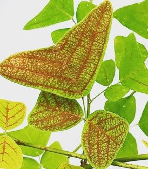 Nuevo Grande Ala De Mariposa mountainii Rojo Hoja Christia planta Resh Orgánico Semillas