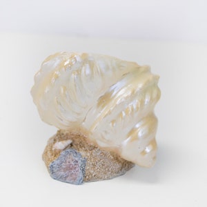 May include: A white seashell planter with a sandy base and small seashells. The planter is made of ceramic and has a smooth, glossy finish.