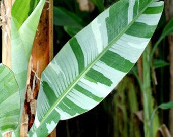 Very Rare Hawai Banana Musa Aeae White Planting Seeds super 100%
