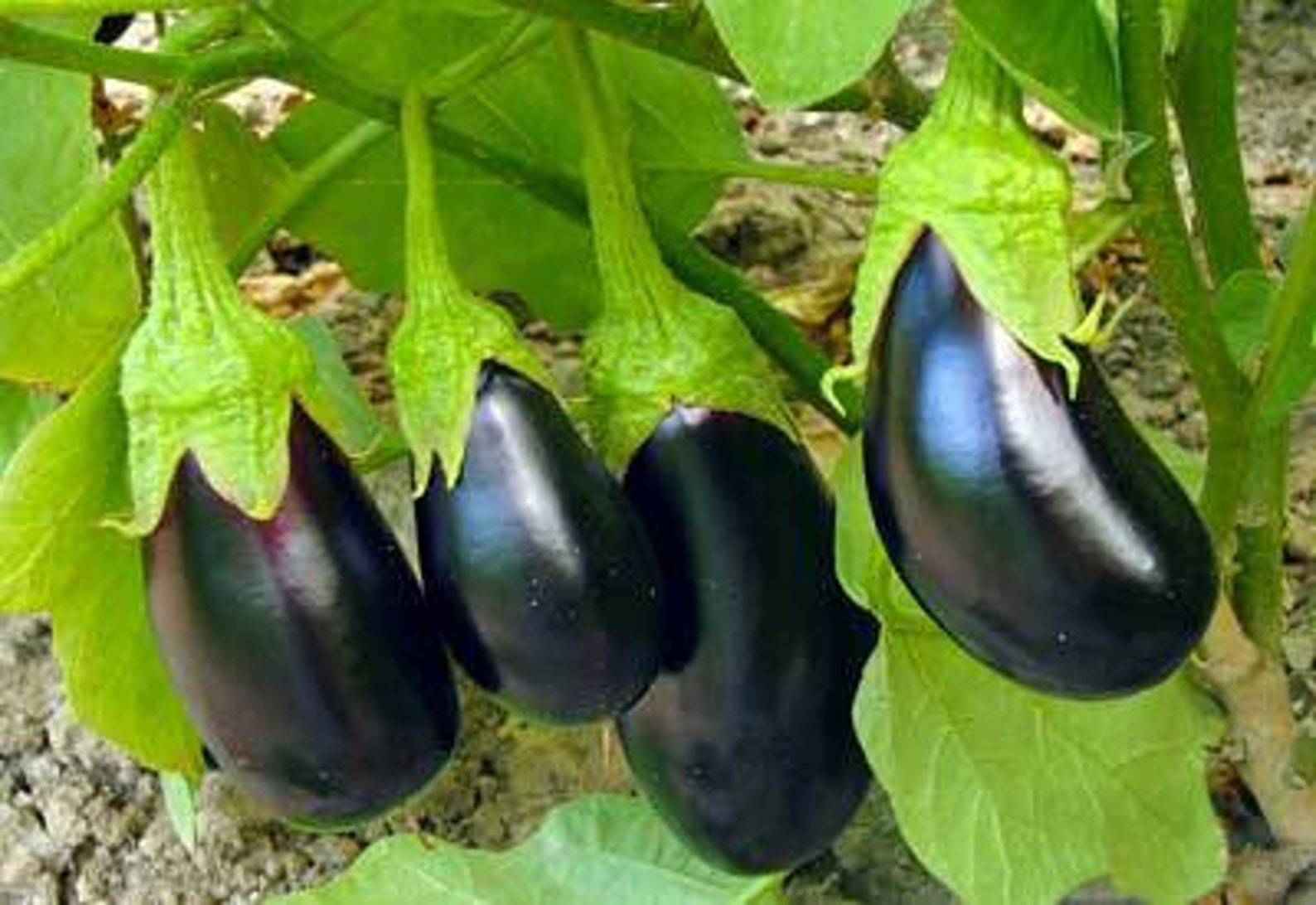 BLACK BEAUTY EGGPLANT Seeds 100 Vegetable Garden culinar Etsy