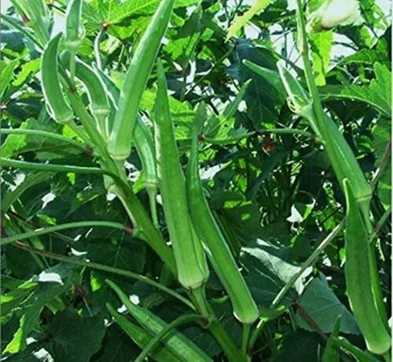 Окра разработки. Бамия куст. okra seeds. окра куст. листья бамии.