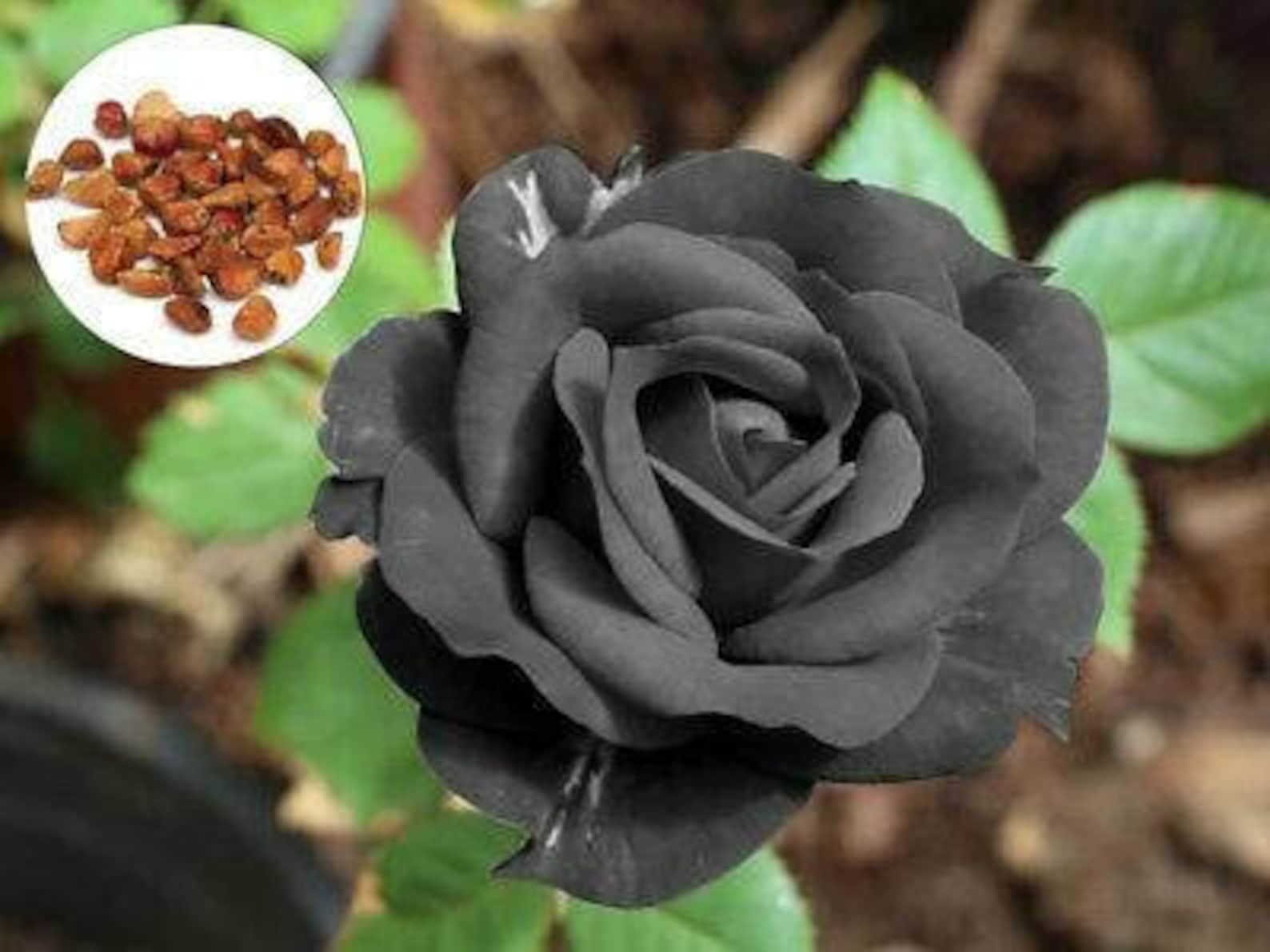 50.100Black Rose Seeds Rare Rose Seeds Exotic Dark Rose Etsy
