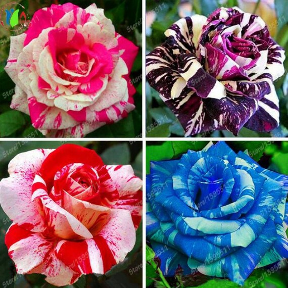 20100 Blue redbrown Dragon Rose Seeds Seeds Rare Etsy
