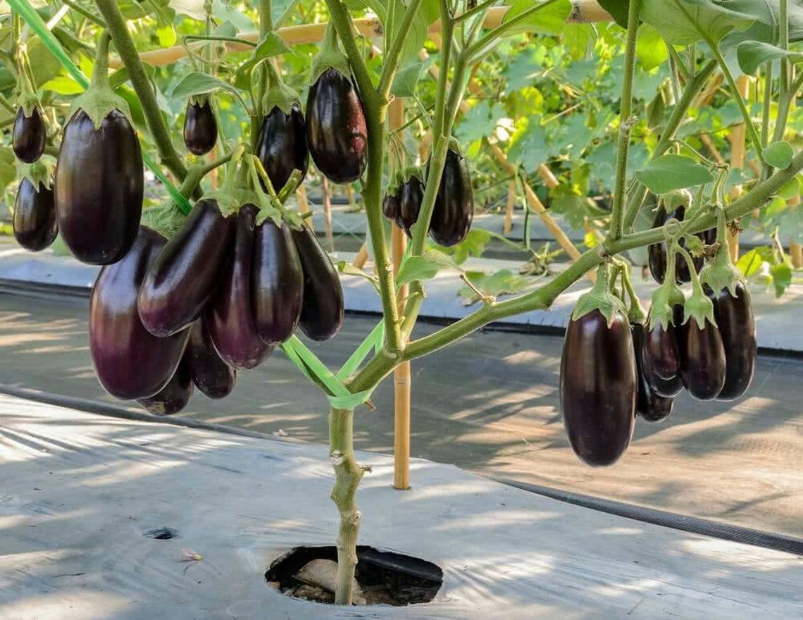 BLACK BEAUTY EGGPLANT Seeds 100 Vegetable Garden culinar Etsy