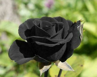 ROSE BUSH COLOUR BLACK APPROX.50 FRESH SEEDS ROSE BUSH COLOUR BLACK APPROX.50 FRESH SEEDS