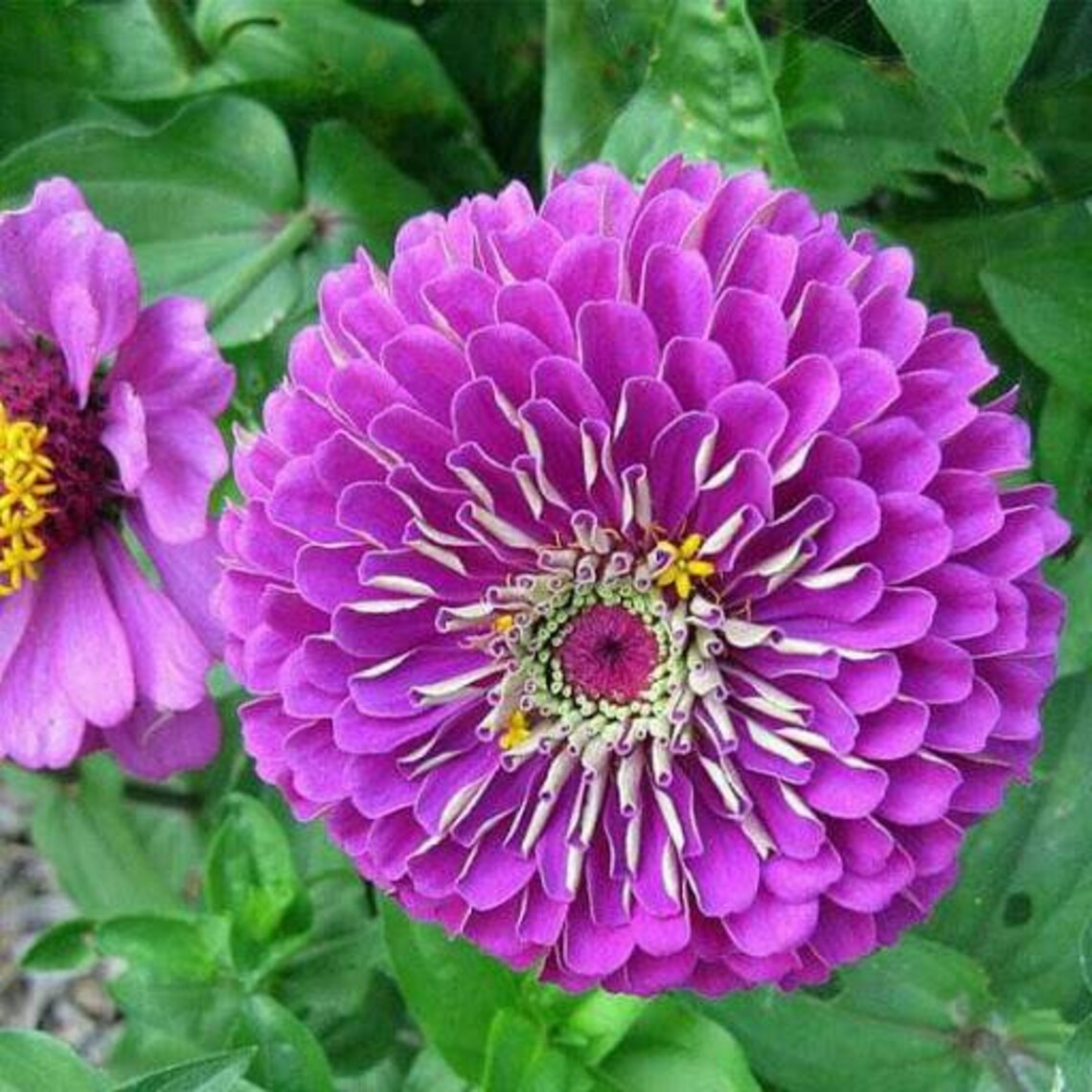 Zinnia Purple lite Prince Flower Seeds Zinnia Elegans Etsy