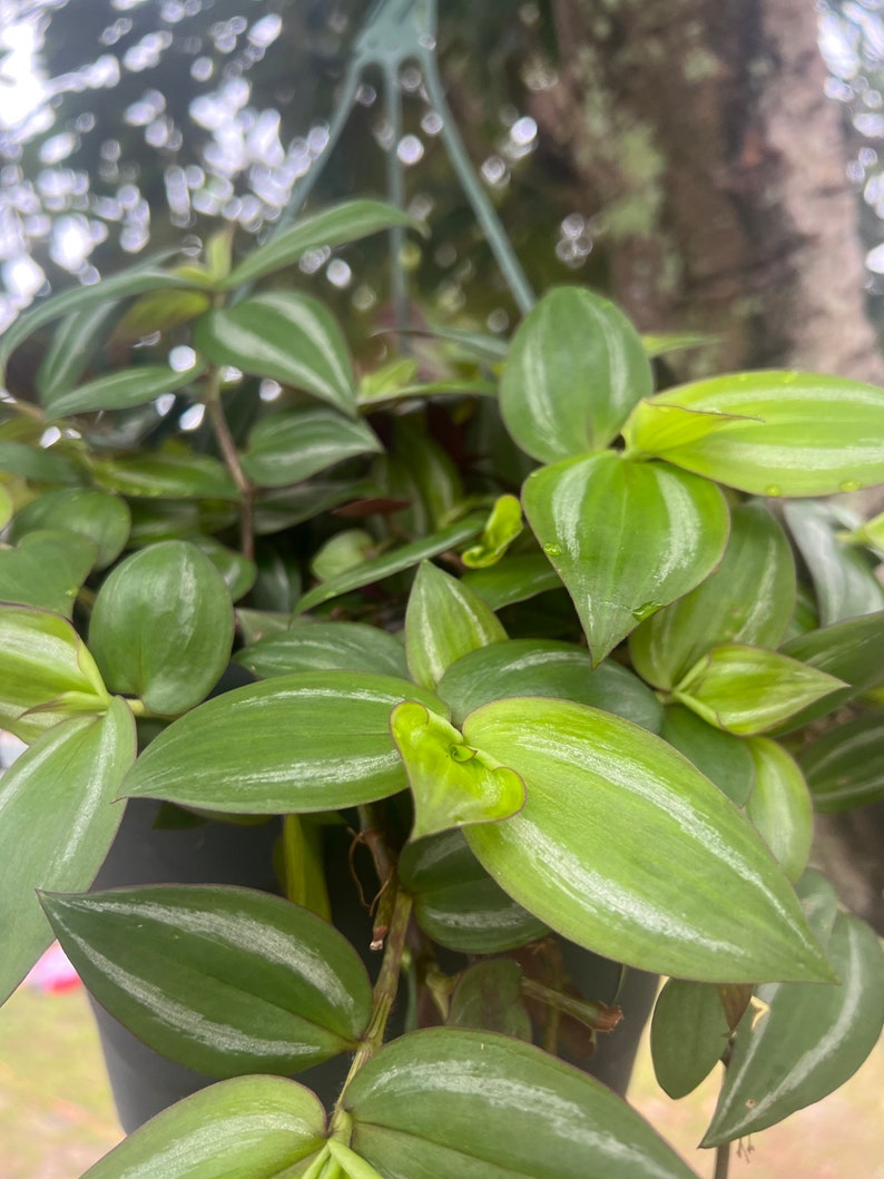 4 Tradescantia Flame Dance CUTTINGS image 4