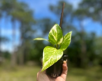 Live 2” Rooted Hawaiian Pothos l Epipremnum Aureum