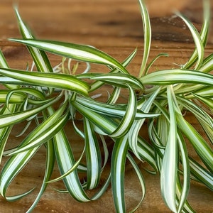 Live Assorted Hawaiian l Variegated l Reverse Variegated-ROOTED Spider Plant Starter Babies