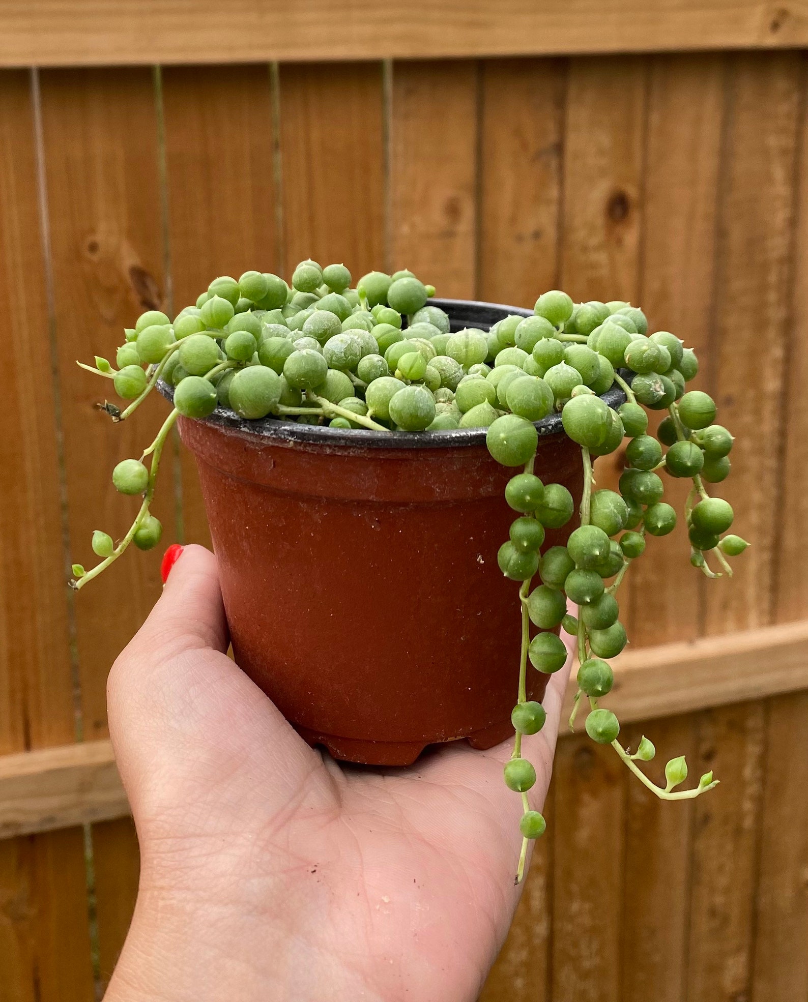 LIVE String of Pearls l Succulent l Indoor Plant l Hanging