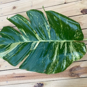 FRESH Cut! Top Cut- Giant Variegated Hawaiian Pothos- With FREE Care Guide