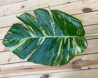 FRESH Cut! Top Cut- Giant Variegated Hawaiian Pothos- With FREE Care Guide